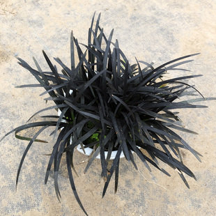 黑龙黑色麦冬草盆栽地被花卉植物庭院阳台盆景铺面耐阴寒常青植物