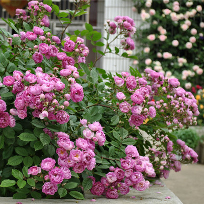 阳台四季开小型藤本月季花苗葡萄园之歌多花蔷薇爬藤浓香花卉植物