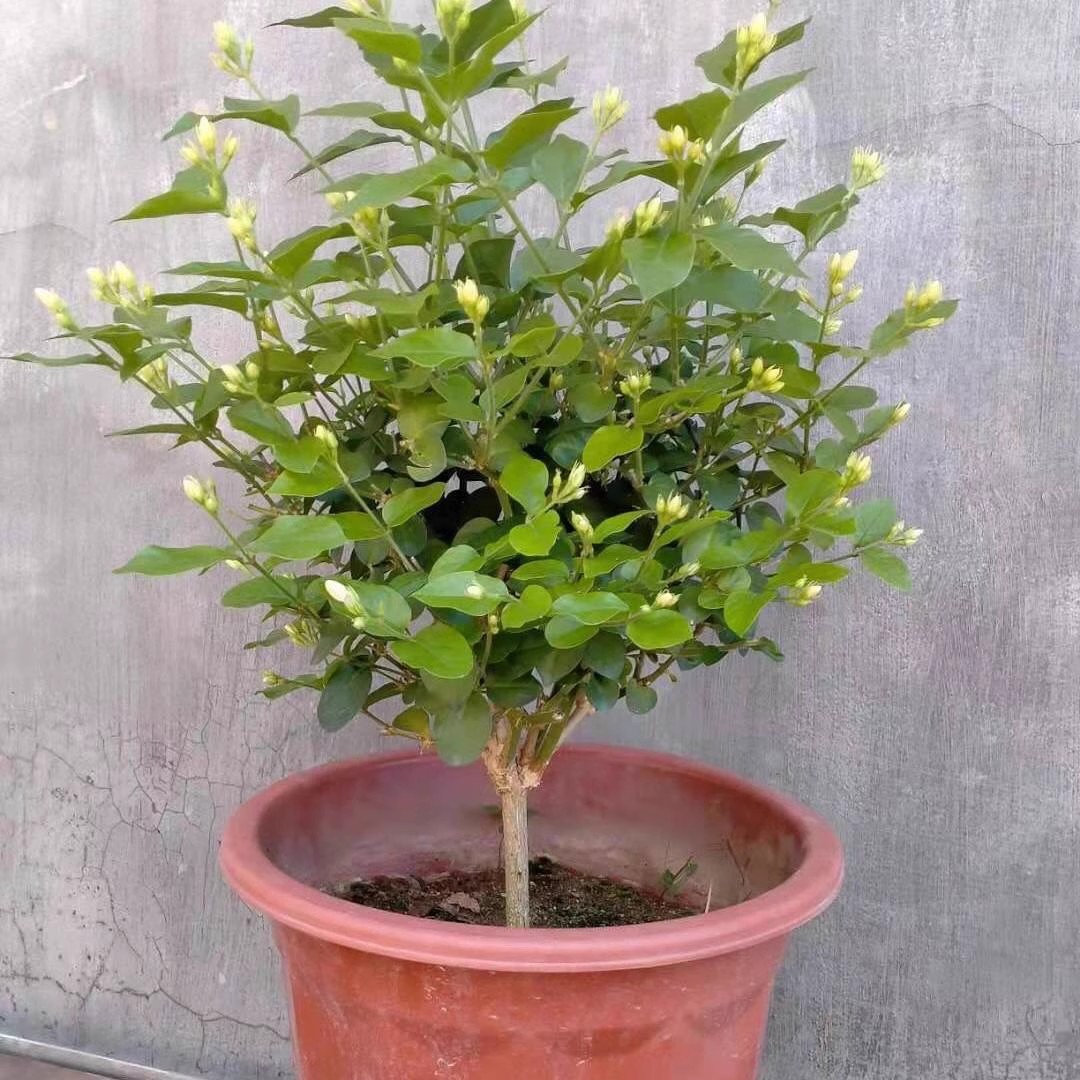 单瓣笔尖茉莉苗独杆茉莉花苗盆栽室内室外浓香植物四季开花带花苞