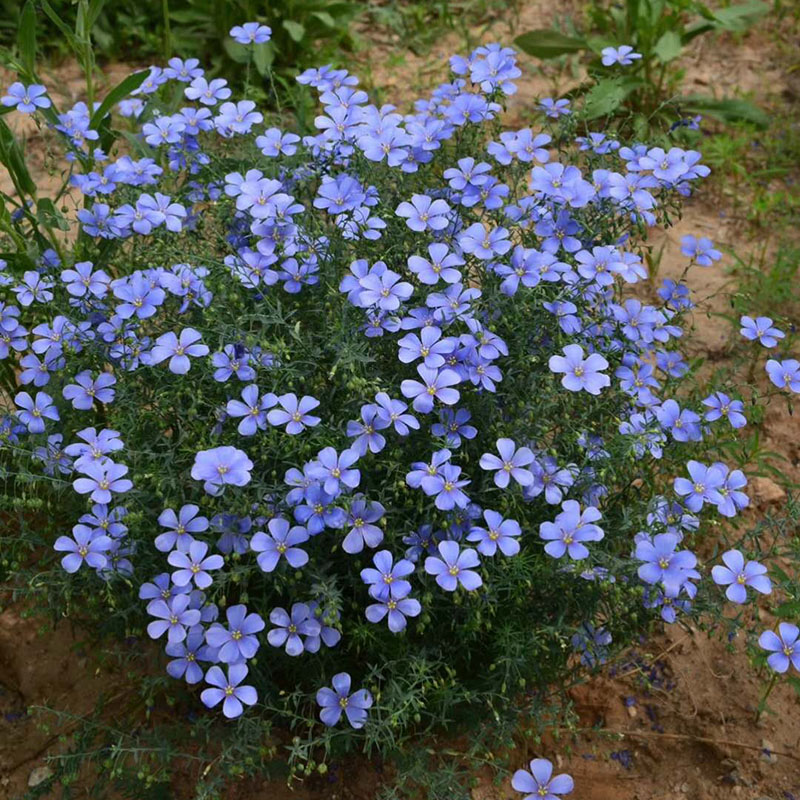 蓝花亚麻种子多年生景观观园林绿化花种子鲜花园艺四季播种包邮