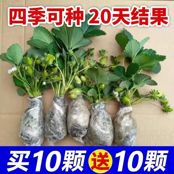 丹东九九草莓苗带花带果带土红颜久久草莓苗四季结果食用阳台盆栽