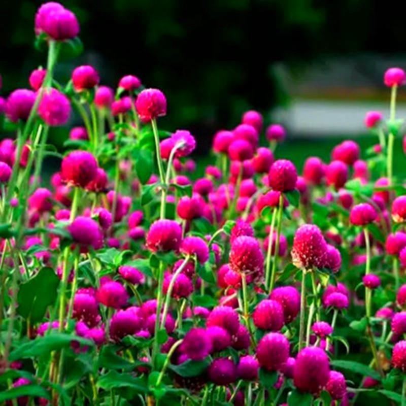 千日红种子千日紫种子花种子四季种火球花花草花卉种子花卉种籽子