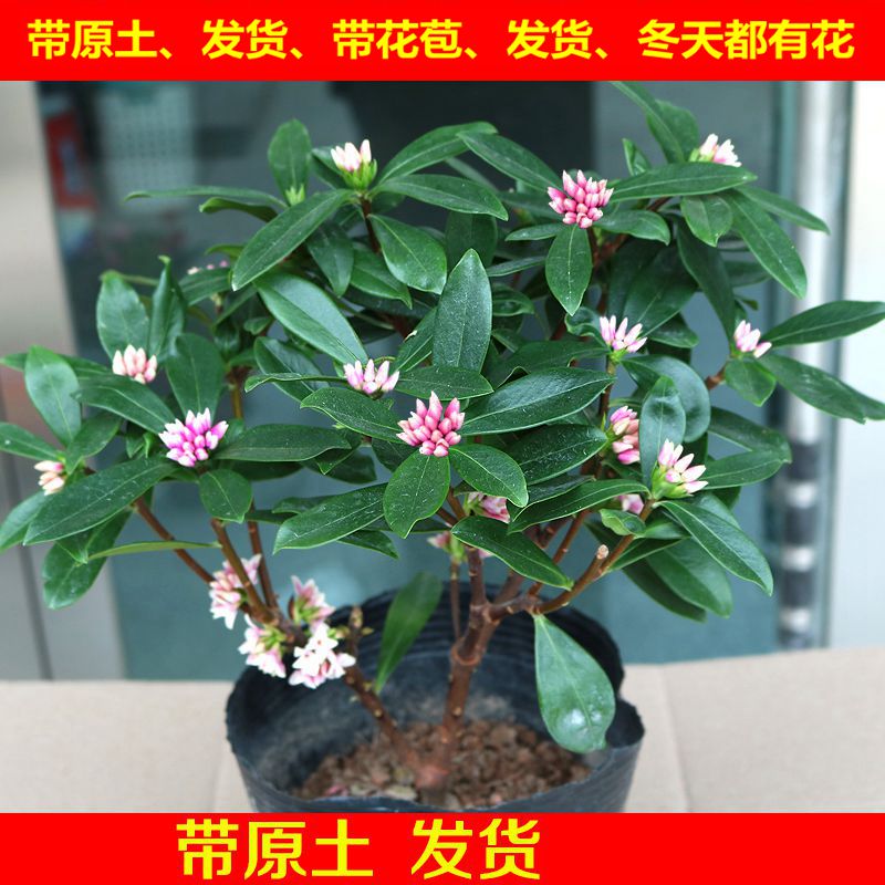 金边瑞香苗耐寒花卉观花植物室内带花浓香型观花盆栽四季盆景包邮