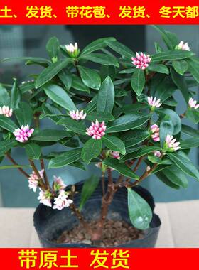 金边瑞香苗耐寒花卉观花植物室内带花浓香型观花盆栽四季盆景包邮