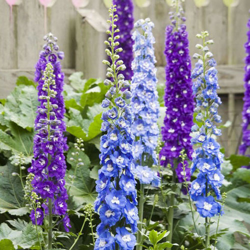 花卉种子大花飞燕草种子春播景观园林绿化多年生鲜花易活花海种子