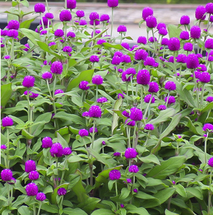 播种开花百日红火球庭院易活花籽千日紫花种籽子 千日红花种子四季