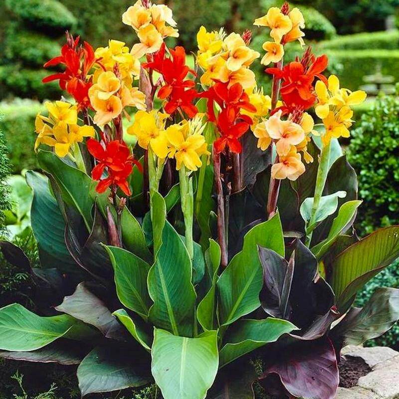 美人蕉种球四季易养花卉盆栽室外庭院地栽植物花苗多年生带芽根茎