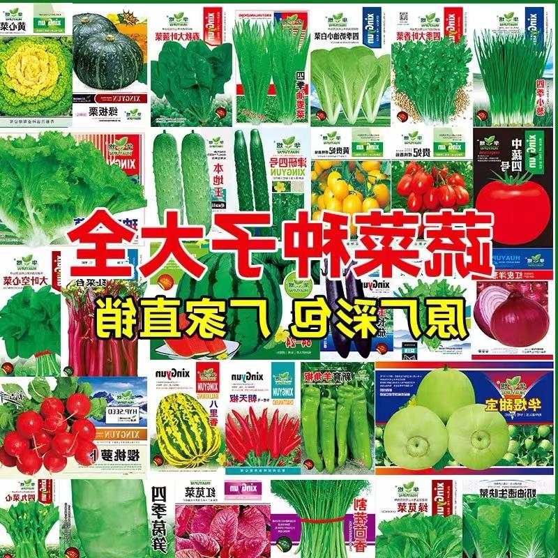 蔬菜种子大全四季播种阳台盆栽香菜菠菜生菜萝卜小葱番茄辣椒籽孑