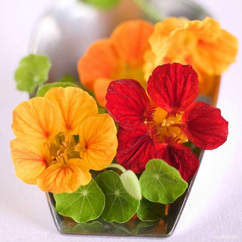 旱金莲种子垂吊花卉春秋播花种子爬藤旱荷花易种盆栽阳台观花种子