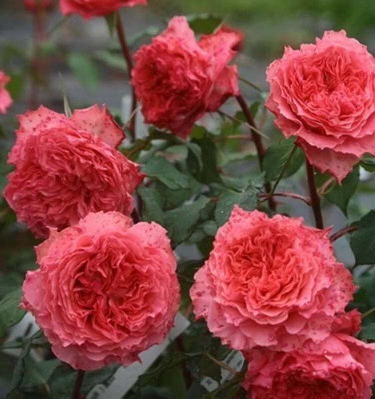 庭院灌木切花欧月日月 日冕 微香 花瓣很特别 月季花苗盆栽带花苞