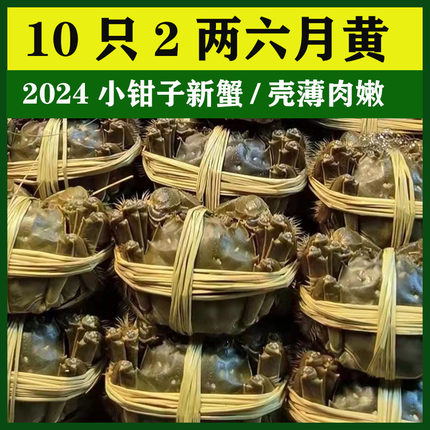 愫水活蟹现货江苏洪泽湖清水大闸蟹新鲜10只2两六月黄螃蟹水产