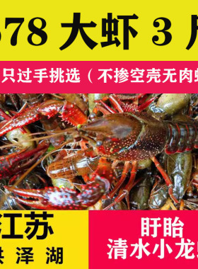 江苏洪泽湖清水小龙虾 现货新鲜活体678钱青壳小龙虾3斤 盱眙龙虾