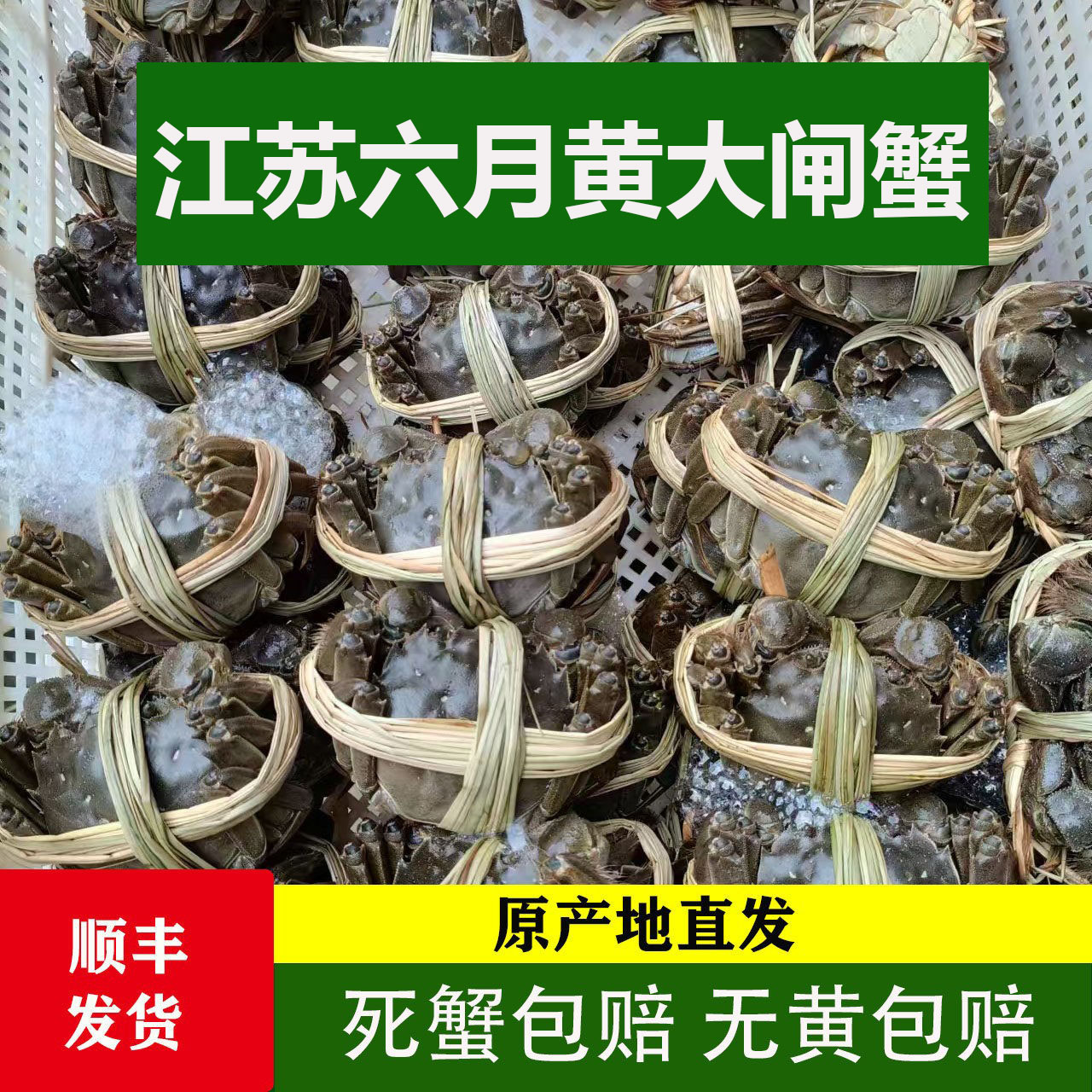 江苏洪泽湖2-3两六月黄大闸蟹