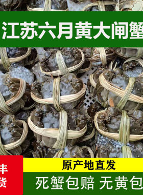 江苏洪泽湖2-3两六月黄大闸蟹