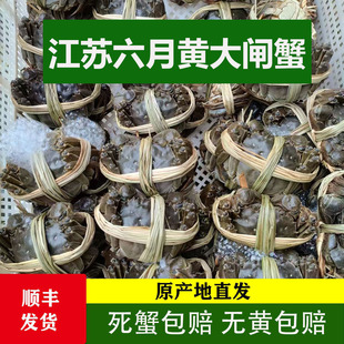 【活蟹】愫水洪泽湖六月黄大闸蟹鲜活2-3两公母螃蟹10只河蟹礼盒