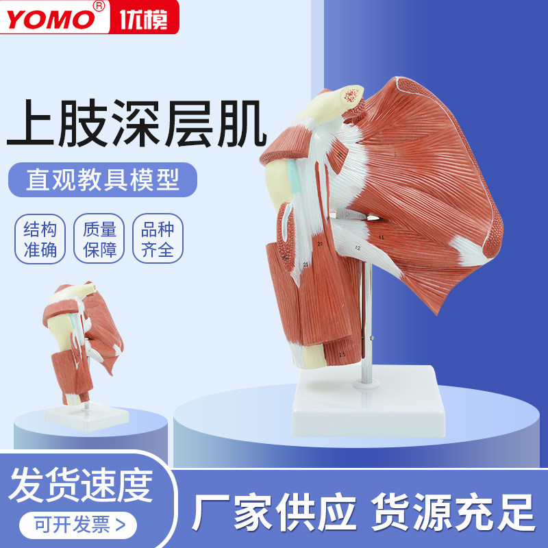 优模肩关节肌肉解剖模型 上肢深层肌运动康复教学展示 肩膀锁骨教具