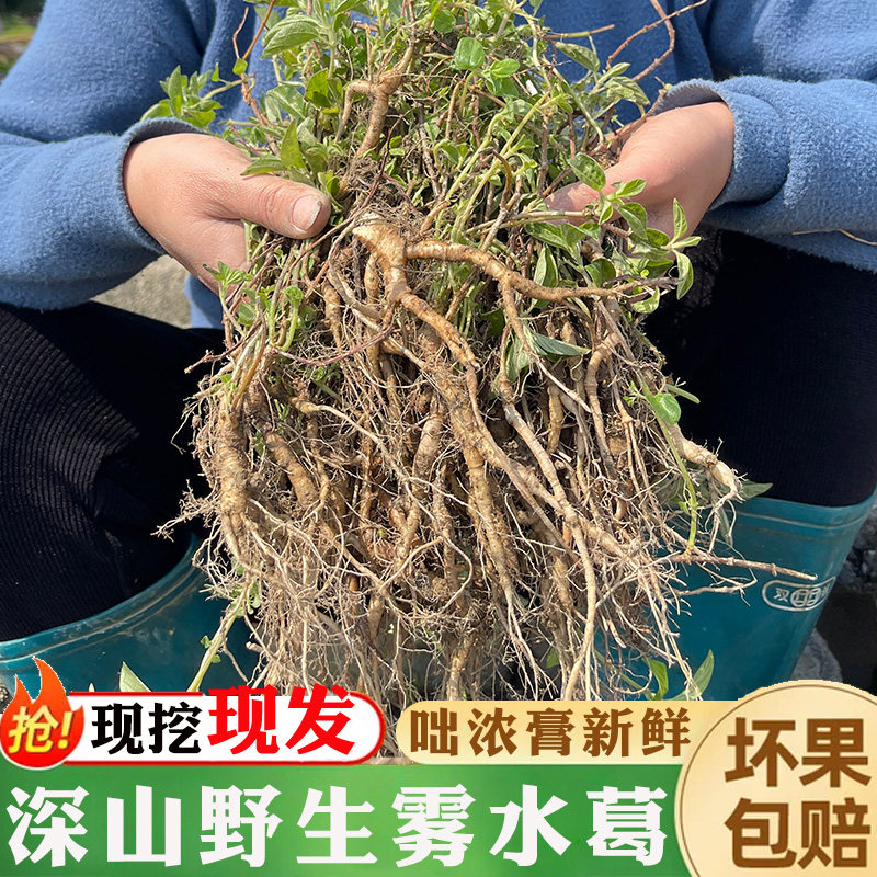 新鲜雾水葛 纯根发货 纯野 现挖绝脓膏 脓见消 糯米藤 500g包邮