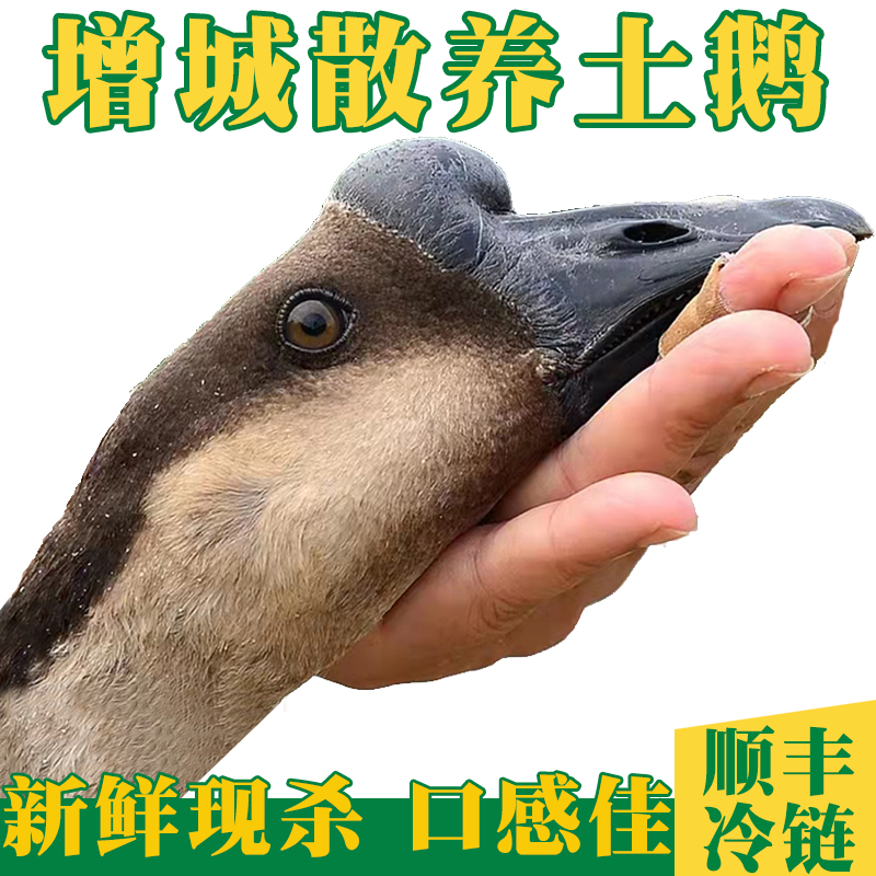 增城散养土鹅年鹅大鹅 黑棕鹅肉现杀老鹅新鲜农家黑棕马冈鹅顺丰