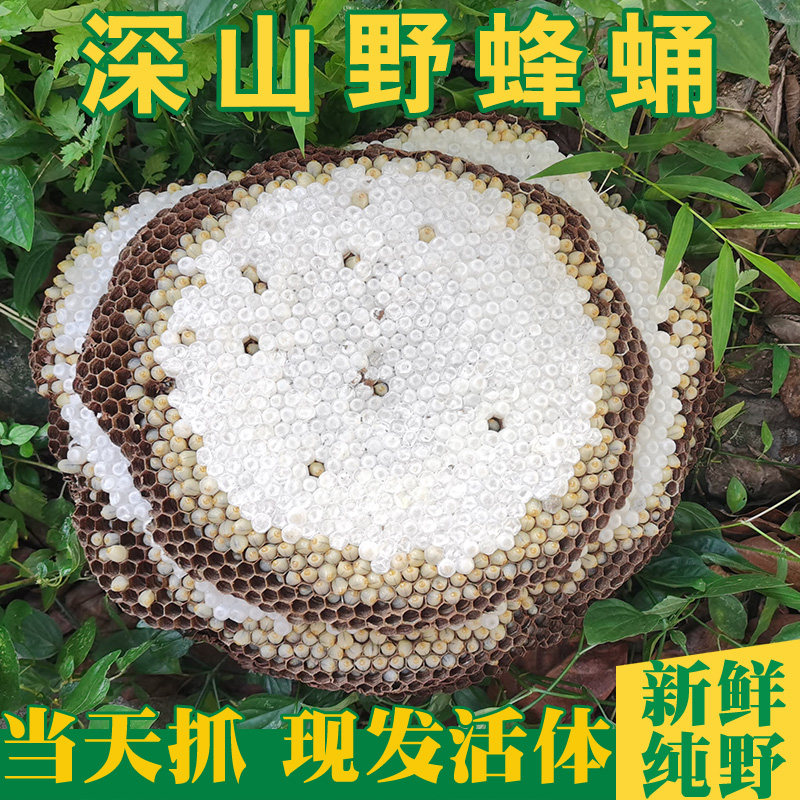 蛋白质高活体带巢蜂蛹