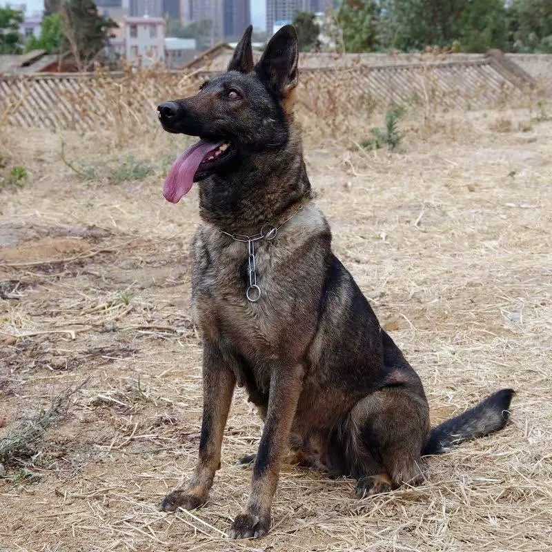 纯种昆明犬幼犬活体看家护院猛犬警犬军犬猎犬宠物狗大型护卫犬|ruв категории животноводства/аквакультура материалов, животноводства/аквакультура услуг, спаривания услуг - от Buy2taobao.com для оказания профессиональной услуги покупки агента Taobao