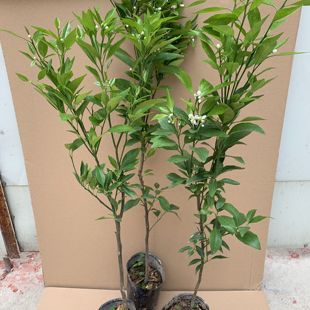 年桔苗广东龙门甜年桔子树苗马水年桔果树苗带果带营养杯当年结果