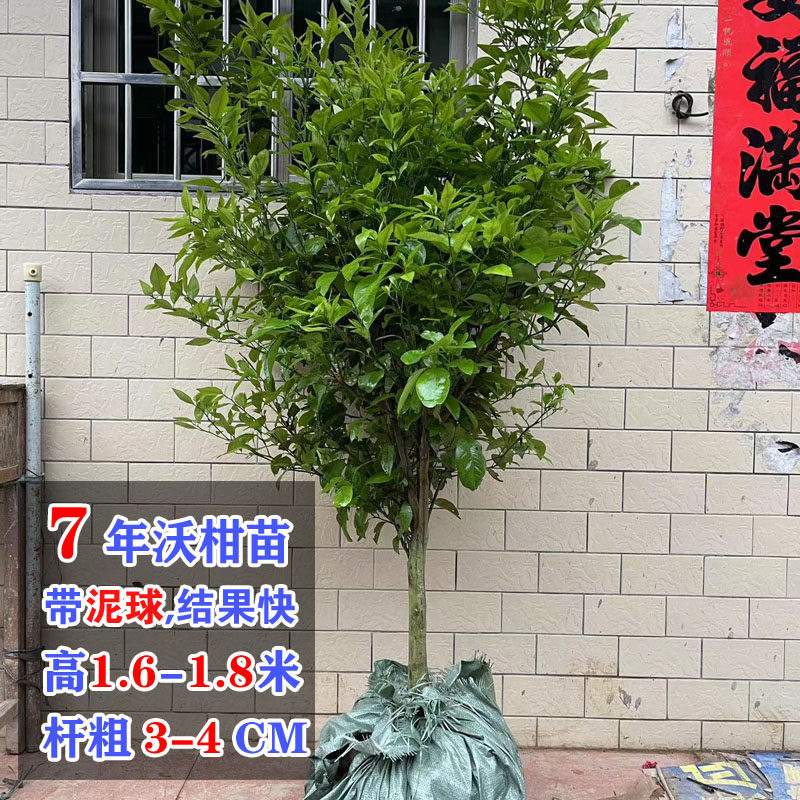 沃柑树苗脐橙脆蜜金柑金桔大苗皇帝柑树苗沙糖桔子树苗带果发货