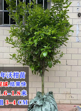 沃柑树苗脐橙脆蜜金柑金桔大苗皇帝柑树苗沙糖桔子树苗带果发货