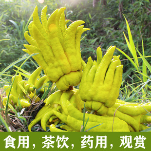 现摘现发新鲜茶饮佛手柑鲜果食用供佛清供带枝水养水培佛手观赏金