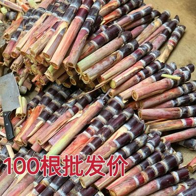 正宗广西黑皮甘蔗苗种尾巴青皮甘蔗苗带芽黄皮黄金甘蔗种子南北方