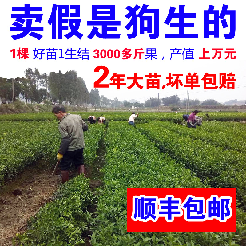无核新会茶枝柑脐橙贡沃结果树苗