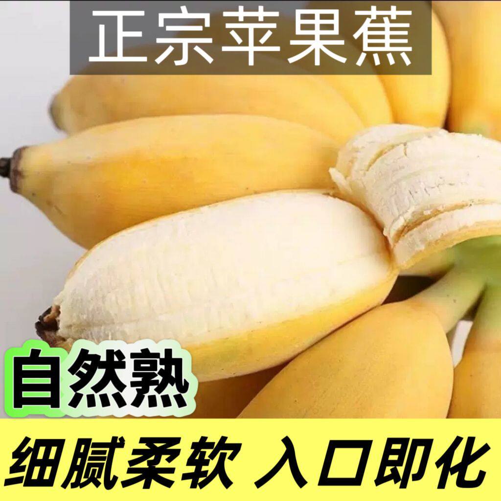 广东湛江正宗苹果蕉自然熟细腻柔软入口即化新鲜香蕉