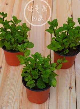 Fresh mint potted mint leaves office green plant herb plants