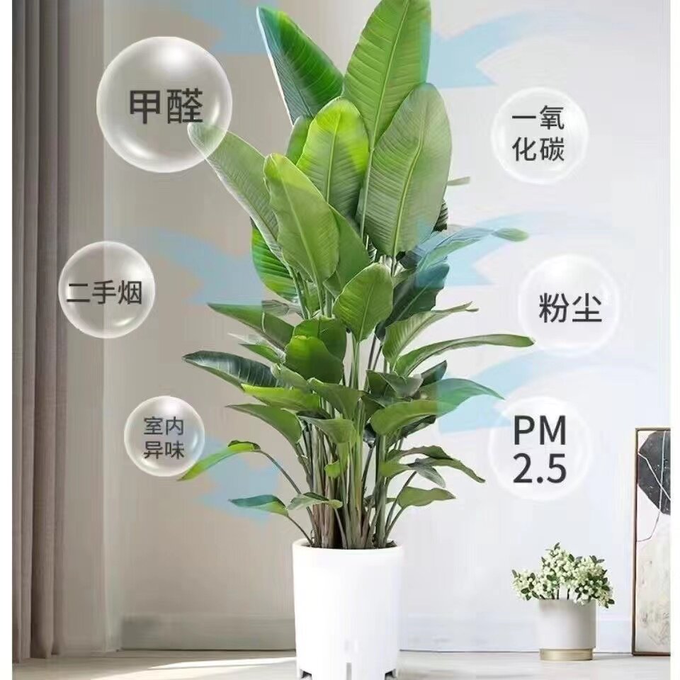 天堂鸟盆栽室内大型网红尼古拉鹤望兰客厅办公室室内吸甲醛绿植