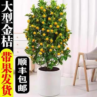 爆款 金桔年桔花园年橘植物门口阳台客厅绿植室外耐寒盆栽大盆 四季