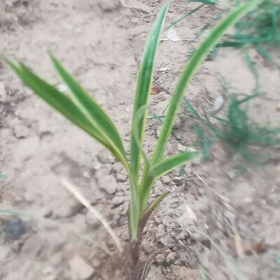 沭阳县胡方晓花卉园艺场金边麦冬