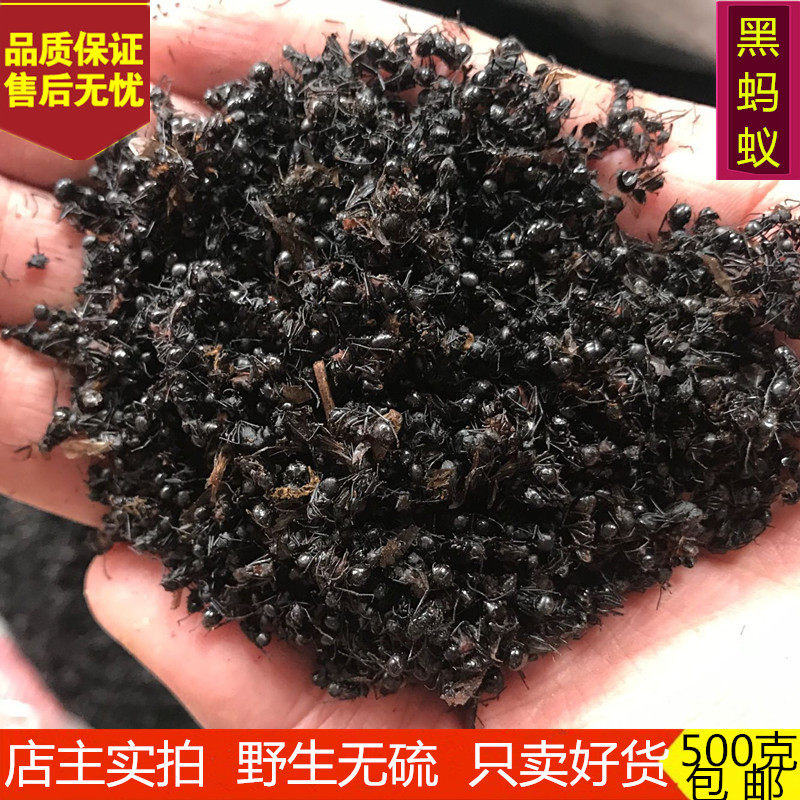 中药材精选野生黑蚂蚁干 大个蚂蚁 大山蚂蚁 黑蚂蚁泡酒500g包邮