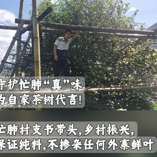 2025年头春核心区水井头单株100克560元 忙肺茶业产销合作社销售