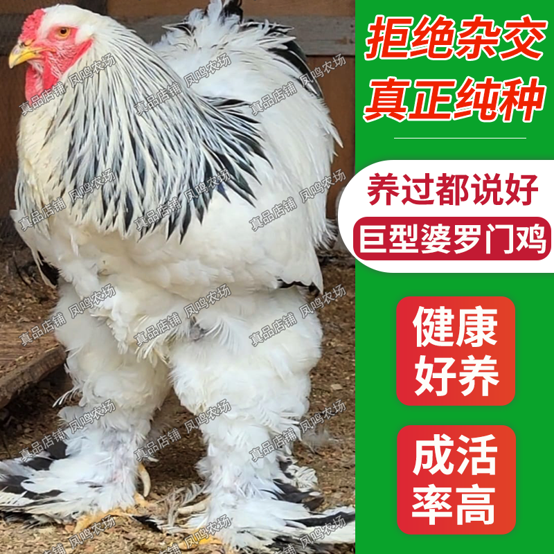 【正宗好养】纯种婆罗门鸡活苗巨型梵天鸡脱温观赏宠物青年鸡批发