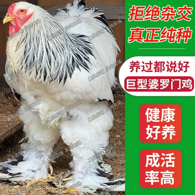 正宗婆罗门鸡活苗巨型梵天鸡