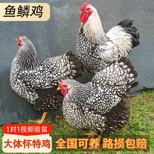 纯种怀特鸡下蛋多肉好吃