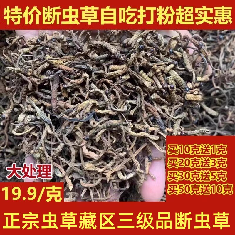 正宗虫草断虫草打粉级藏区冬虫夏草断虫草滋补品中药材自吃实惠