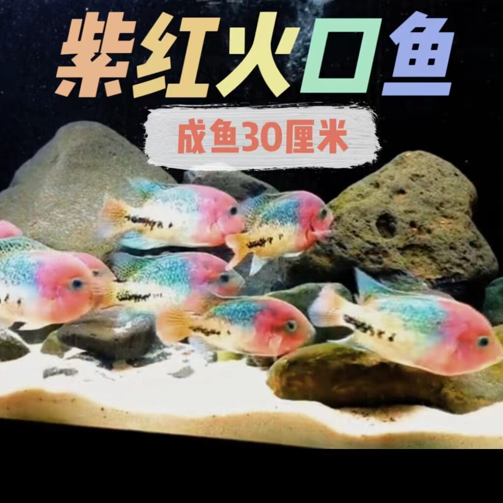 大型南美慈鲷红苹果紫红火口网纹火口蓝霸王淡水观赏鱼美鲷