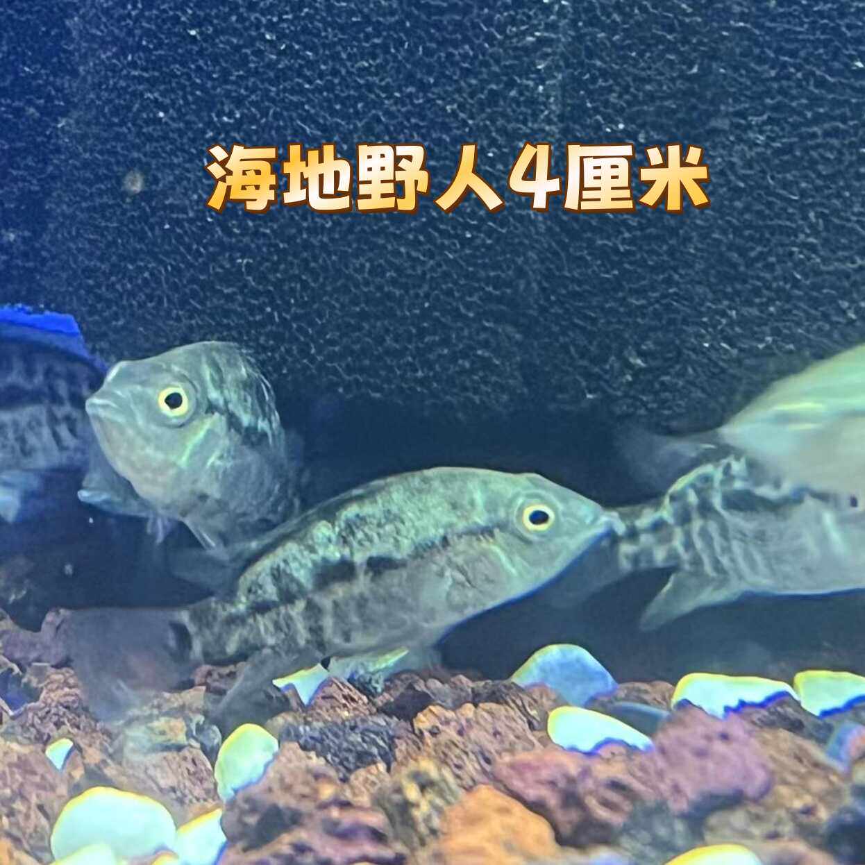 海地野人鱼苗不分公母美鲷小鸟水族淡水 热带鱼
