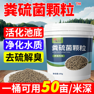 南华千牧粪硫菌颗粒水产养殖降解硫化氢调水黑泥底净臭生物底改王
