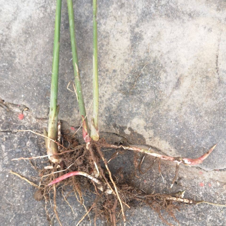 阳春春砂仁种苗本地品种5棵包邮南北方种植养胃煲汤特产阳台盆栽