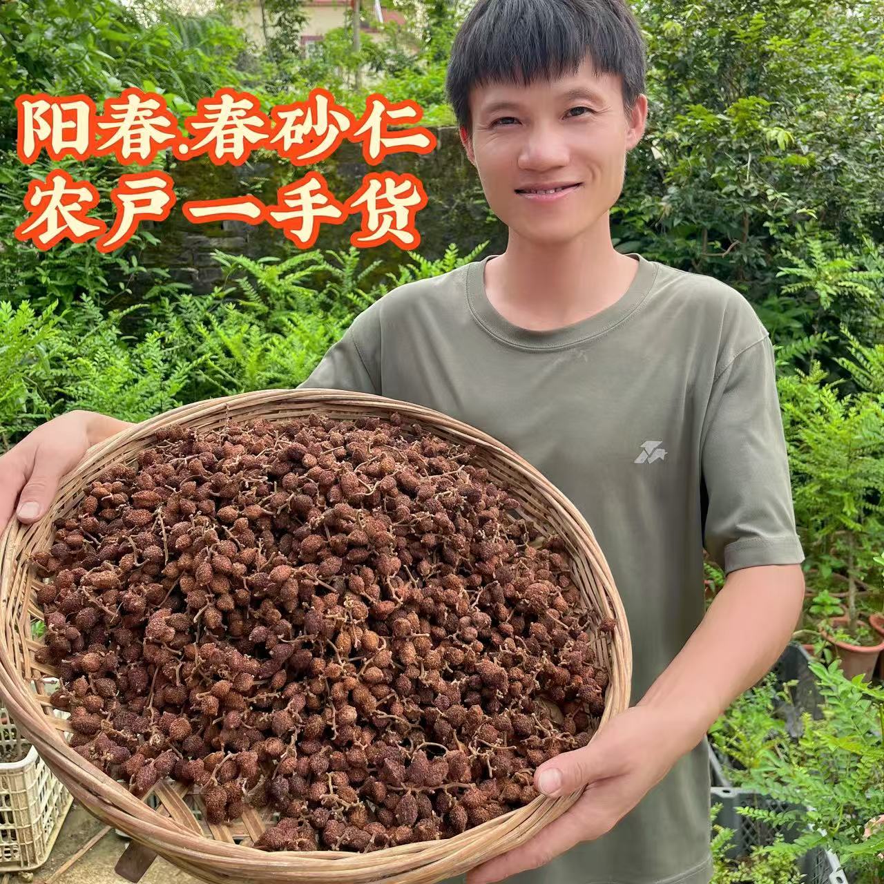 春砂仁阳春本地黄苗仔品种春砂仁批发干果阳春特产春砂仁煲汤