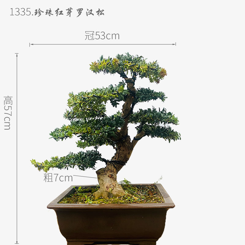 罗汉松盆景  米叶 雀舌  珍珠红芽罗汉松 庭院盆景