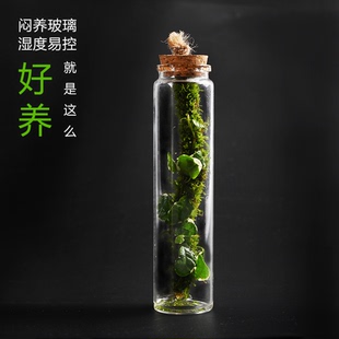 花叶薜荔懒人苔藓闷养瓶迷你好养桌面微景观植物diy送人生日礼物