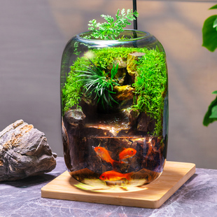 石上清泉流水款养鱼缸真植物苔藓微景观生态瓶办公室成品室内送礼
