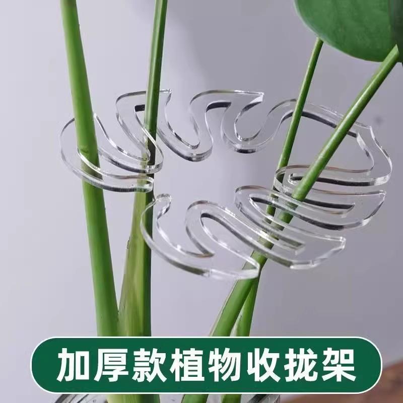 龟背竹矫正器防倒伏植物透明花茎固定器枝干收拢器艺花卉盆花支架